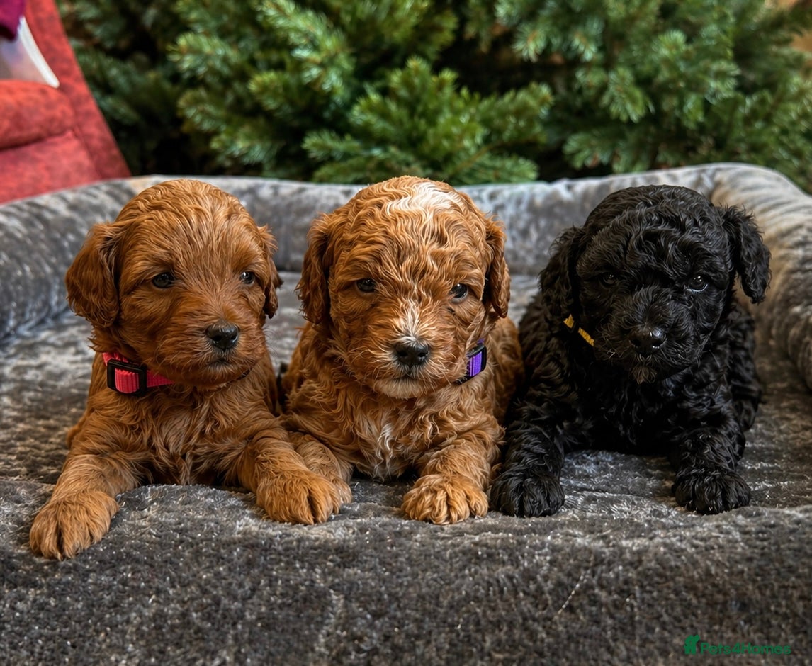 Lhasapoo dogs Lhasapoo Puppies - Advert 1