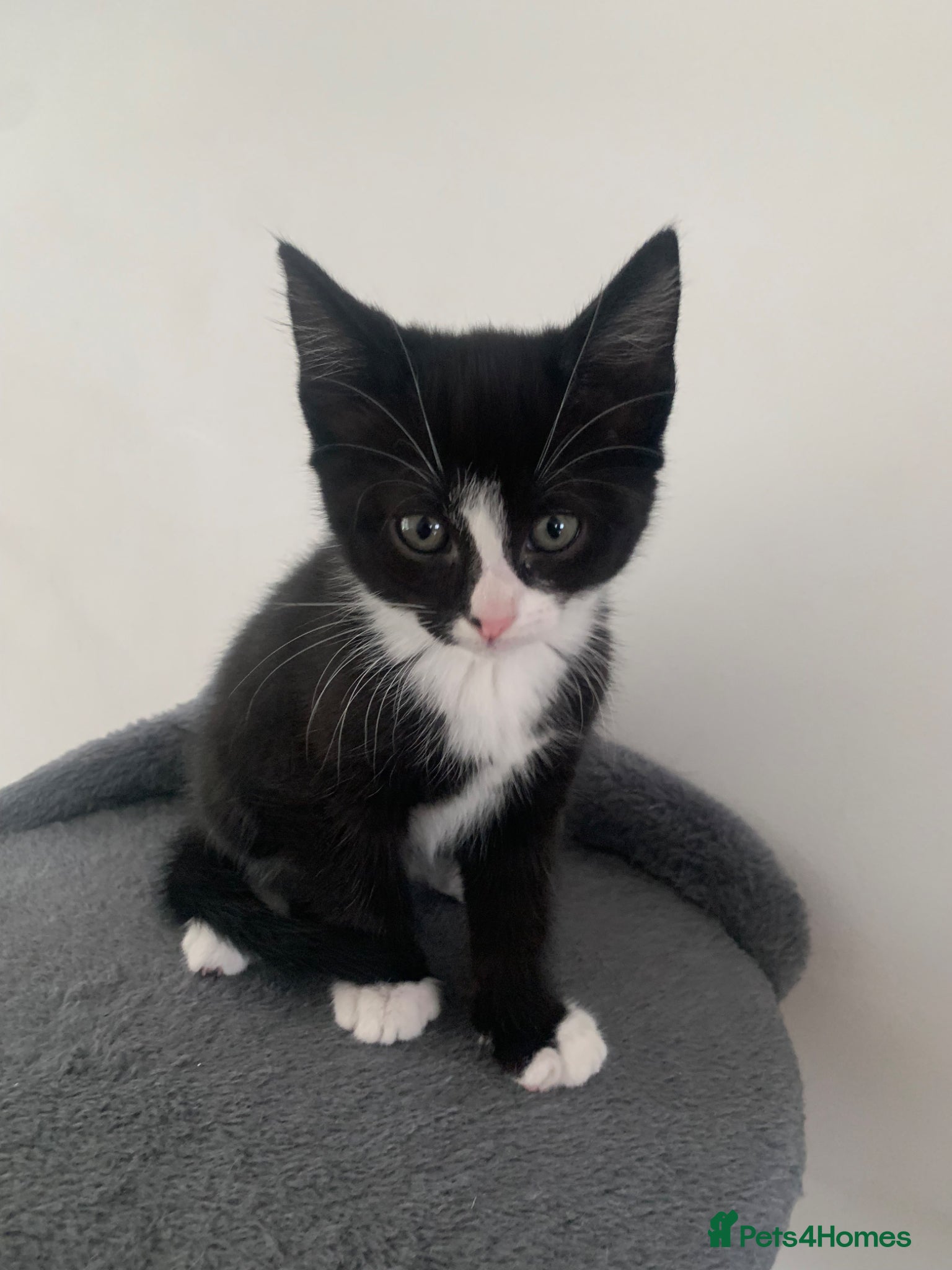 British Shorthair cats 1 black and white girl left from the litter of 6  - Advert 2