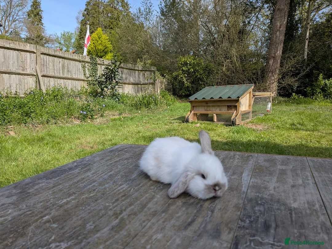 Mini Lop rabbits for sale: Mini lops Robertsbridge - Advert 2