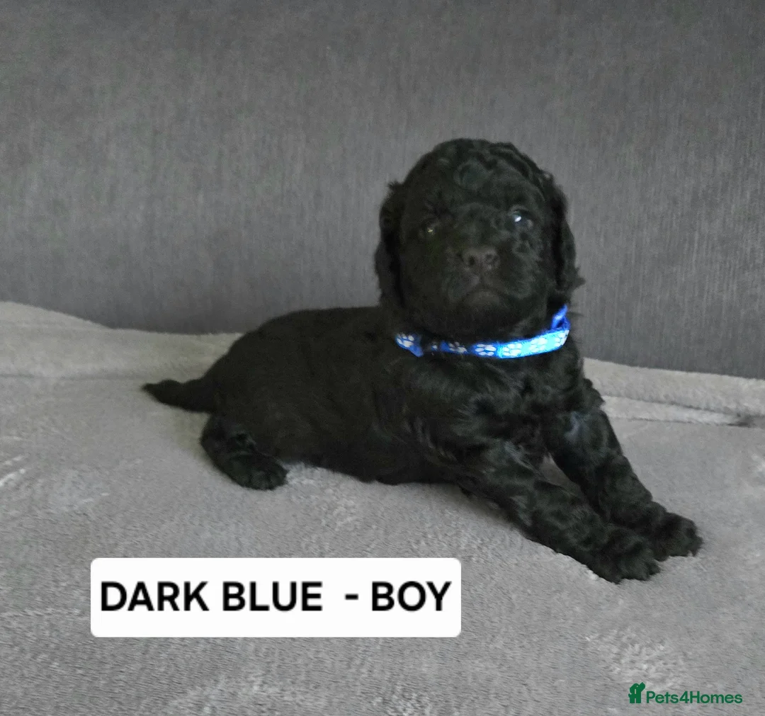 Toy Poodle dogs for sale: BEAUTIFULL BLACK TOY POODLES  - Advert 8