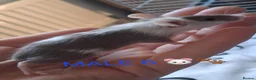 Mouse rodents for sale: MALE FANCY MICE 🐁🐾 in South Shields - Advert 17