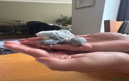 Lovebirds birds for sale: Lovebird babies - adorable - Image 1