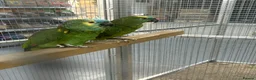 Parrots birds for sale: Hand Reared Blue Fronted Amazons  - Advert 4