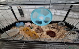 Hamster rodents for sale: Male hamster 7 months old - Image 2