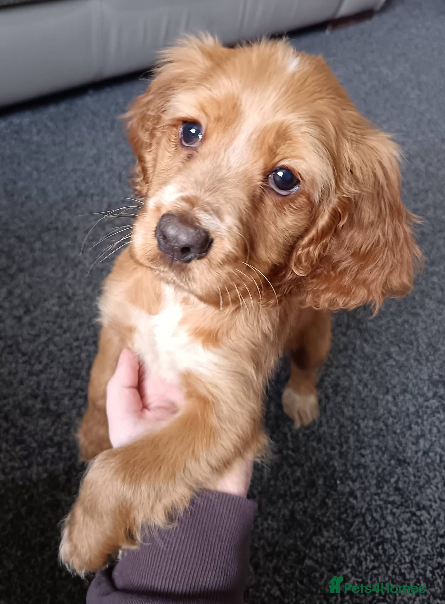 Cocker Spaniel dogs 2 puppies available  - Advert 13