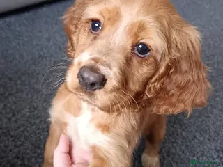 Cocker Spaniel dogs 2 puppies available - Advert 8