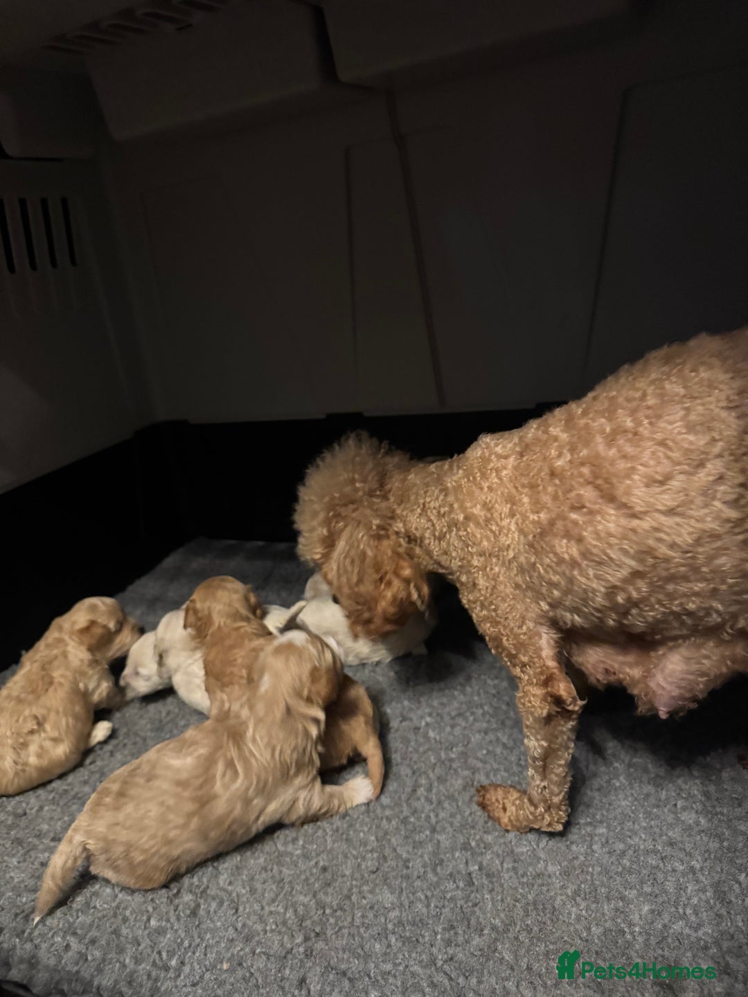 Maltipoo dogs for sale: TEDDY BEAR MALTIPOO PUPPIES  - Image 1