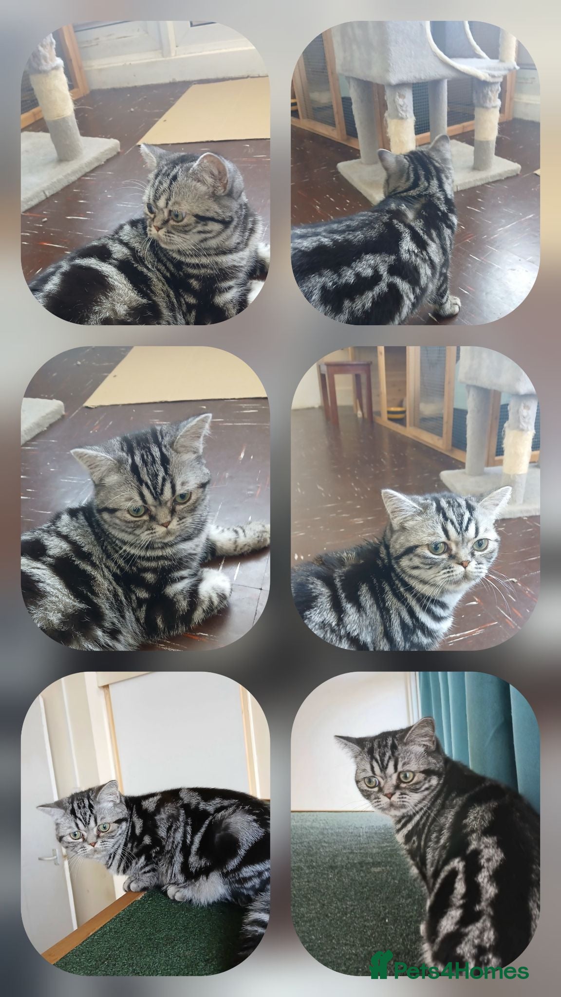 British Shorthair cats Bsh. Silver Classic Tabby . - Advert 11