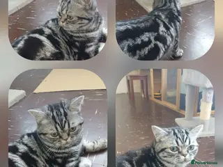 British Shorthair cats Bsh. Silver Classic Tabby . - Advert 11