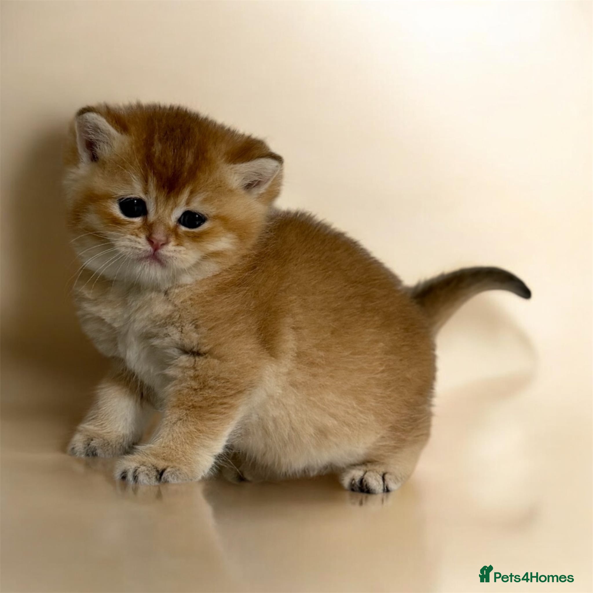 British Shorthair cats for sale: Full Pedigree, Registered BSH from fantastic lines - Advert 3