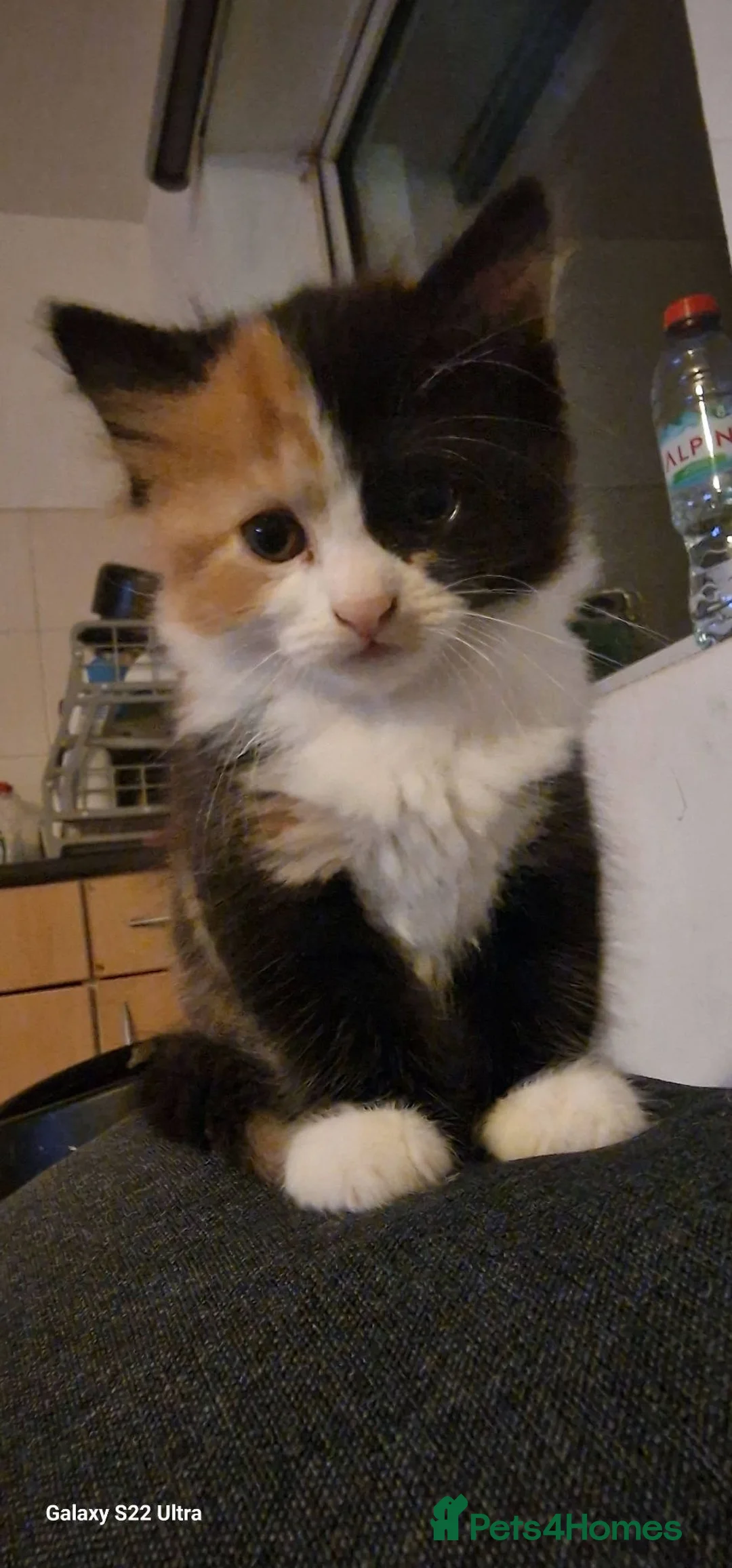 British Longhair cats for sale: Kittens  - Advert 19
