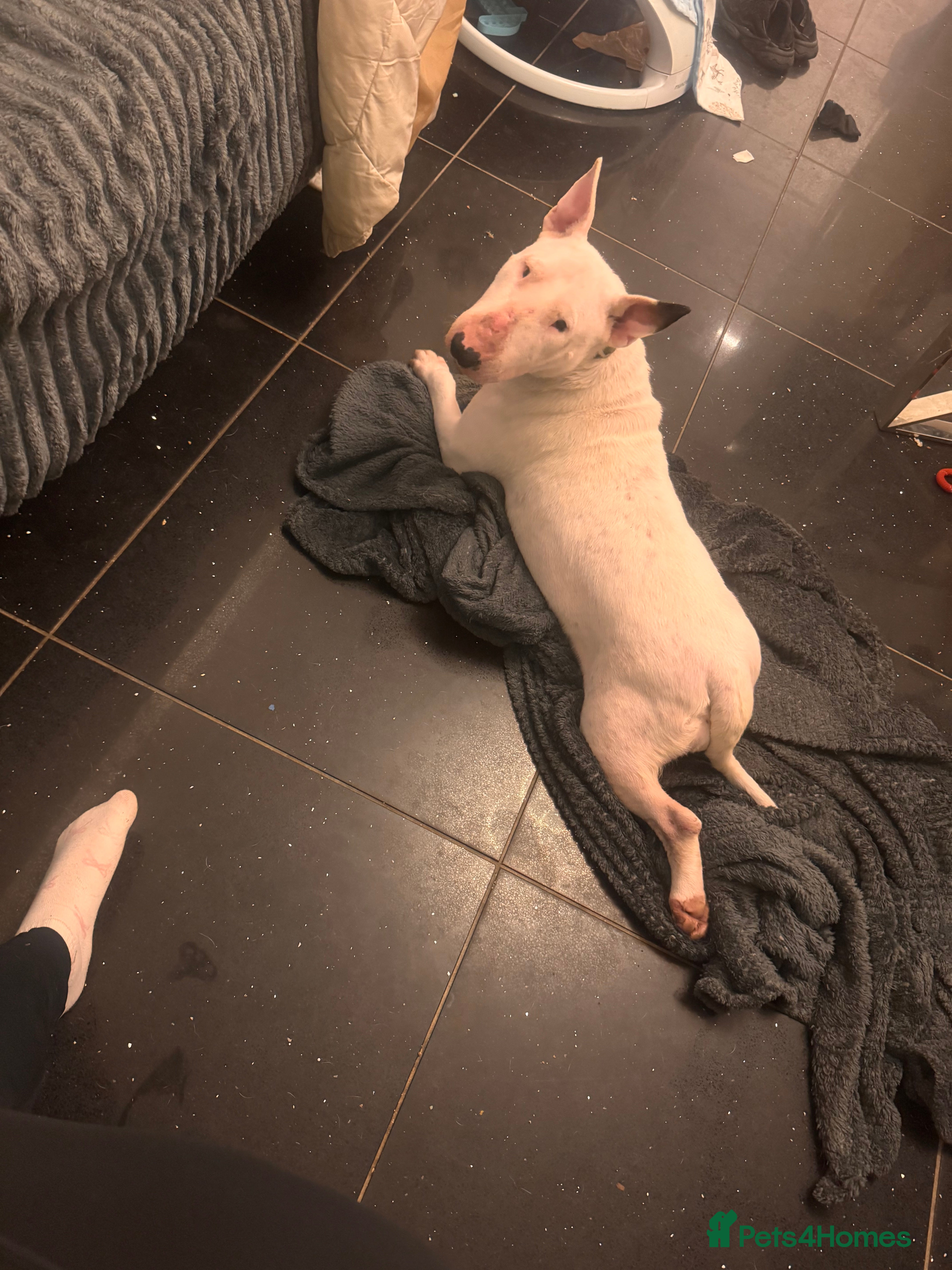 English Bull Terrier dogs Kc registered female English bull terrier  - Advert 9