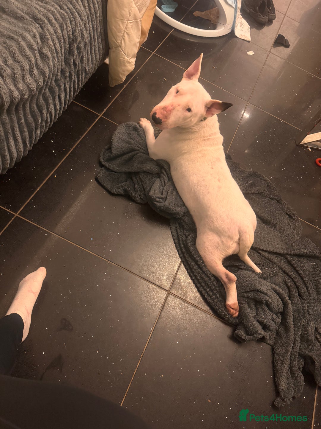 English Bull Terrier dogs for sale: Kc registered female English bull terrier  - Advert 1