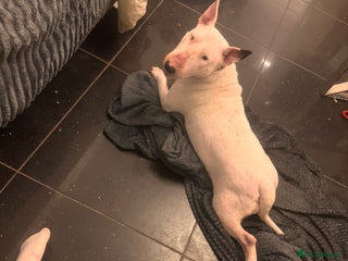 English Bull Terrier dogs English bull terrier - Advert 1