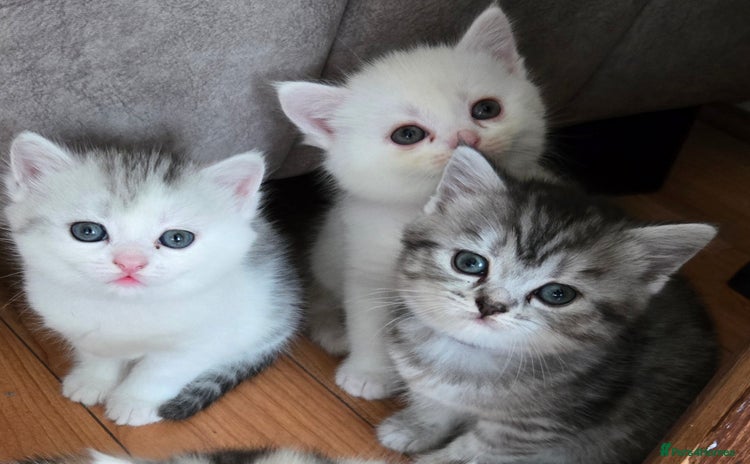 Persian cats - Advert 2