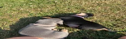 Dachshund dogs for sale: Lilac and tan dachshund puppies Black and Tan  in Canterbury - Advert 6