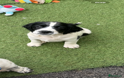 English Springer Spaniel dogs for sale: Kc reg  dna tested springer spaniels  - Image 6