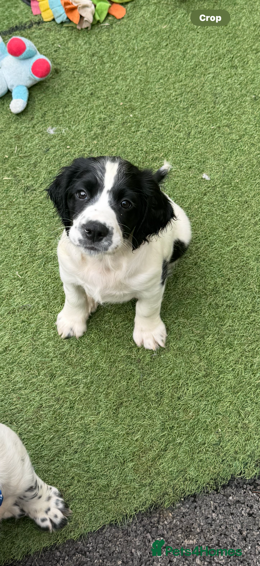 English Springer Spaniel dogs for sale: Kc reg  dna tested springer spaniels  - Image 6