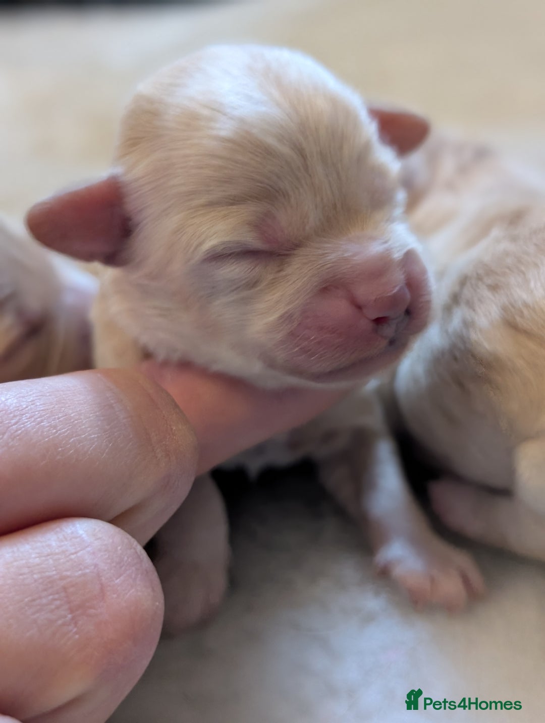 Maltipoo dogs for sale: 🩷 1 Baby Girl Available  - Advert 9