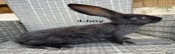 Continental Giant rabbits for sale: 🐇 pure bred continental giants 🐇  - Advert 11