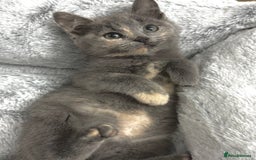 Mixed Breed cats for sale: BEAUTIFUL KITTENS  - Image 8