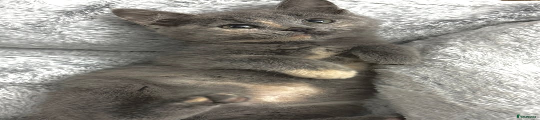 Mixed Breed Kitten 3