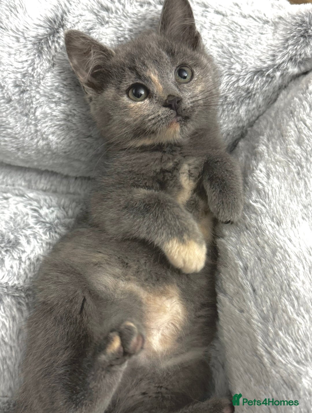 Mixed Breed cats for sale: BEAUTIFUL KITTENS  - Image 8