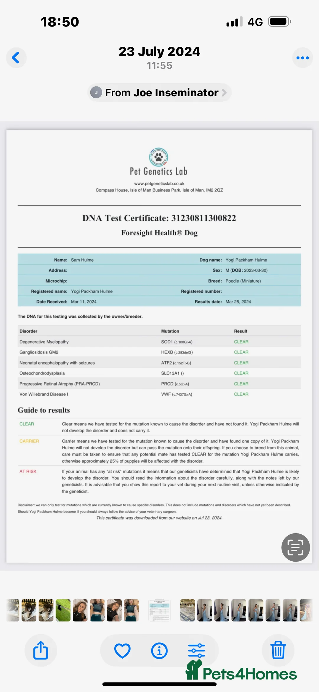Cockapoo dogs for sale: F1 miniature Cockapoos  - Advert 4