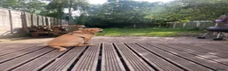 Labrador Retriever dogs for sale: Yellow Labrador retriever  - Advert 3