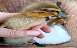 Ducks poultry for sale: Indian Runner Ducklings looking for Loving Homes - Image 13