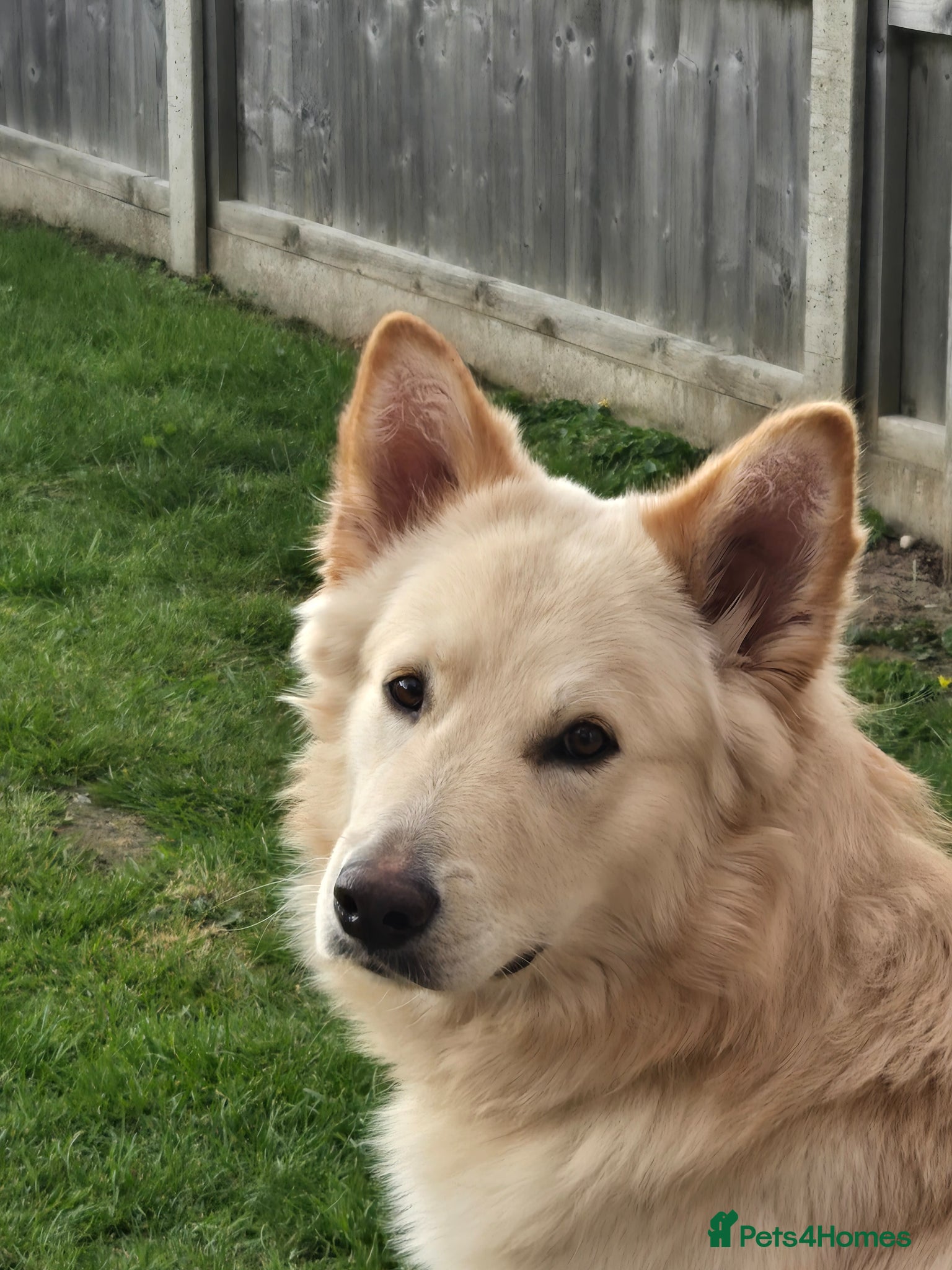 German Shepherd dogs Stunning champagne male GSD - Advert 11