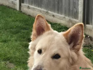 German Shepherd dogs Stunning champagne male GSD - Advert 11