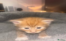 American Shorthair cats for sale: American short hair kittens  - Image 7