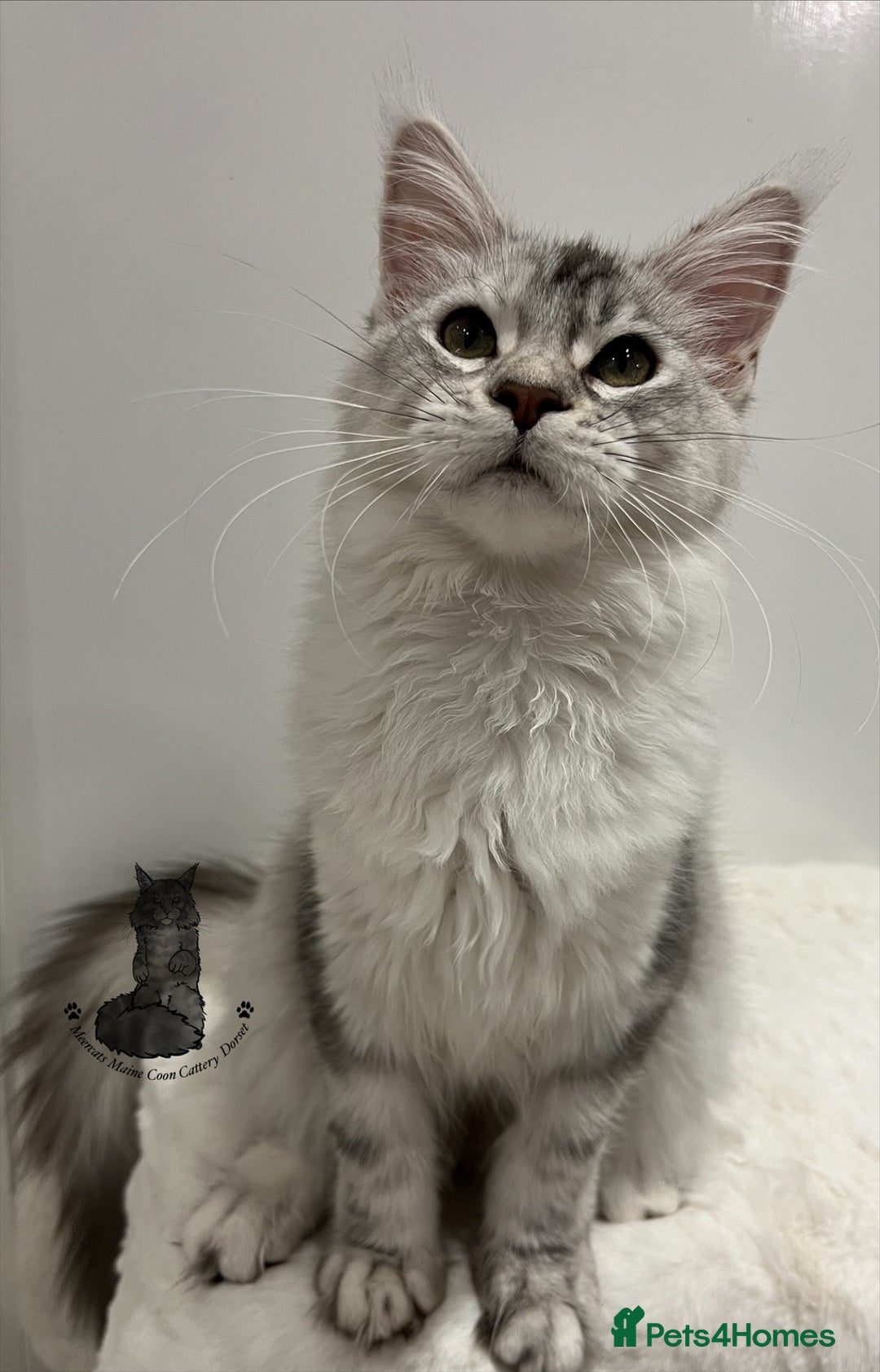 Maine Coon cats for sale: TICA Black silver tabby girl active Maine Coon  - Advert 4