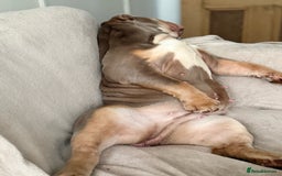 English Bulldog dogs for sale: Bulldog - Image 2
