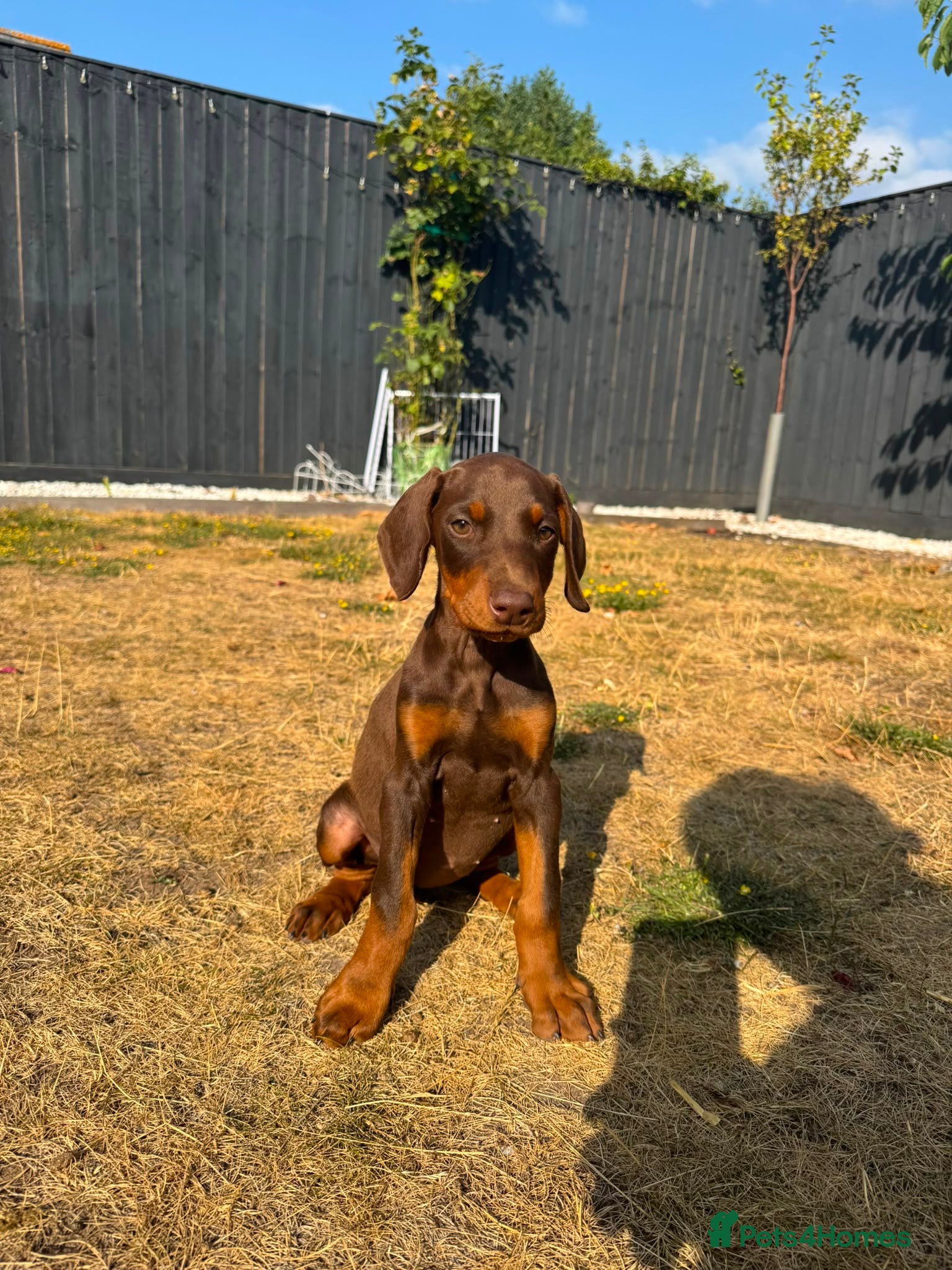 Dobermann dogs KC Registered Doberman puppies Available now. - Advert 2