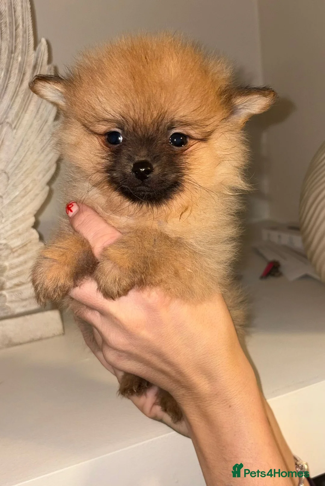 Pomeranian dogs for sale: Pomeranian puppies   - Advert 13