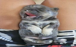 Shih Tzu dogs for sale: Adorable Tiny Imperial ShihTzu  - Image 19
