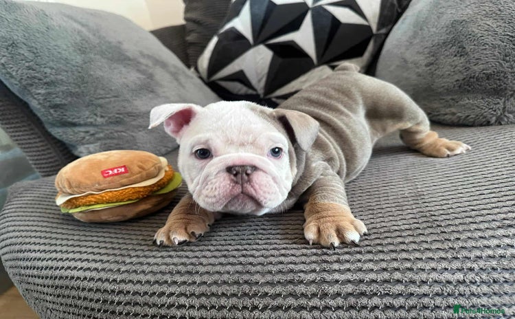 English Bulldog dogs English Bulldog puppies  - Advert 9