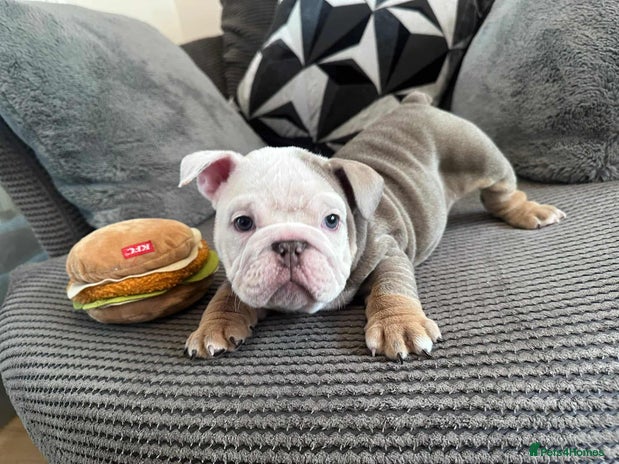 English Bulldog dogs English Bulldog puppies - Advert 9