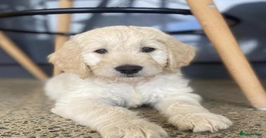Goldendoodle dogs - Advert 3