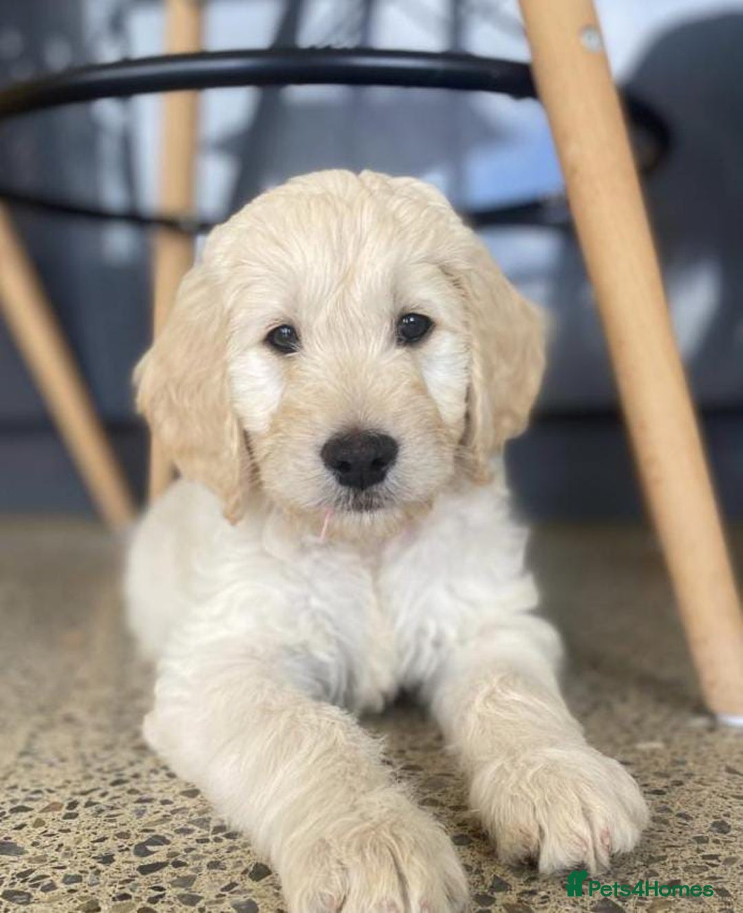 Goldendoodle dogs for sale: Beautiful f1 golden doodles - Image 3