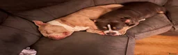 American Bully dogs for sale: Incoming Pocket Bully Puppies! 🐾 - Advert 3