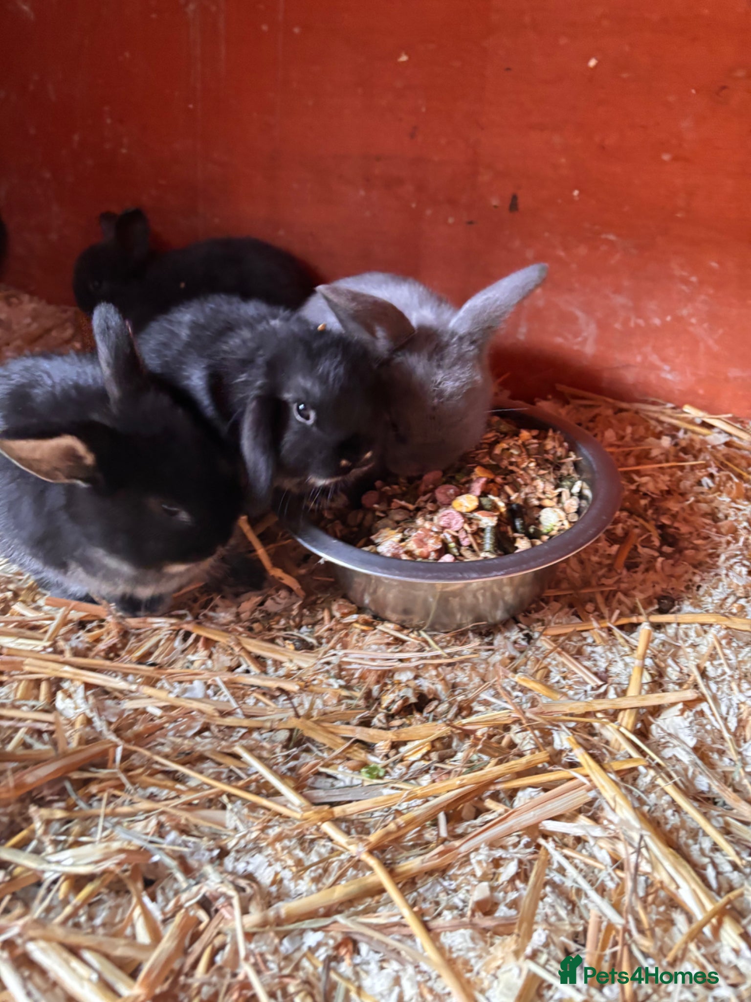 Mini Lop rabbits 3 beautiful rabbits for reserve  - Advert 8