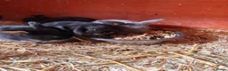 Mini Lop rabbits for sale: 3 beautiful rabbits for reserve  - Advert 1