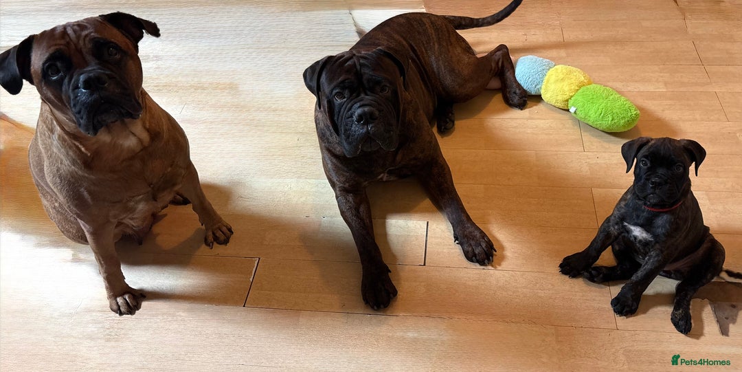 Bullmastiff dogs for sale: 🐾 KC registered bullmastiff female puppy 🐾 - Image 10