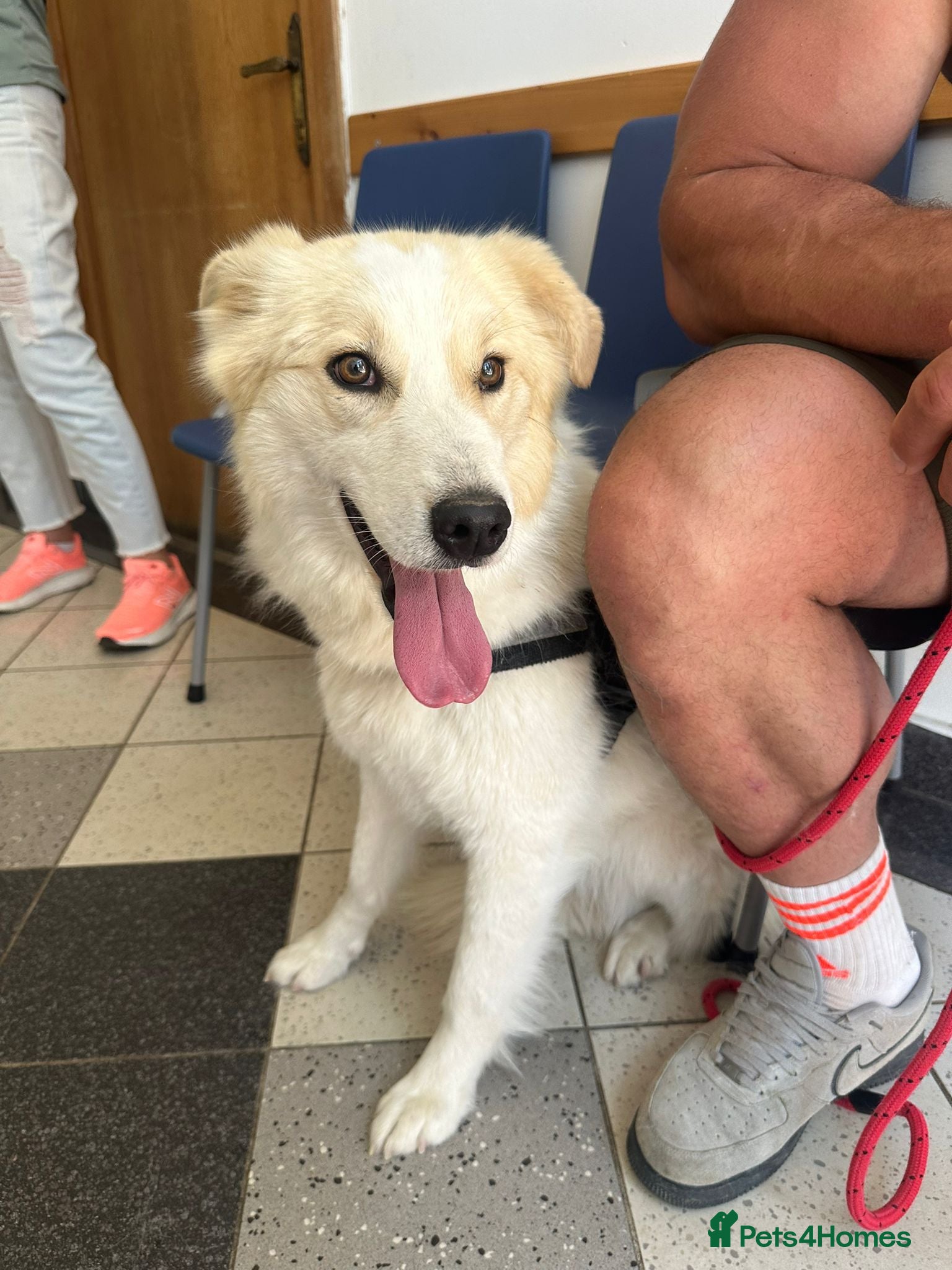 Mixed Breed dogs Meet this gorgeous gentle girl, Ada - Advert 1