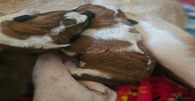 Saint Bernard dogs - Advert 11