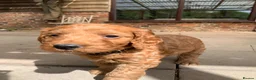 Cockapoo dogs for sale: Fox red cockerpoos  in Newtown - Advert 5