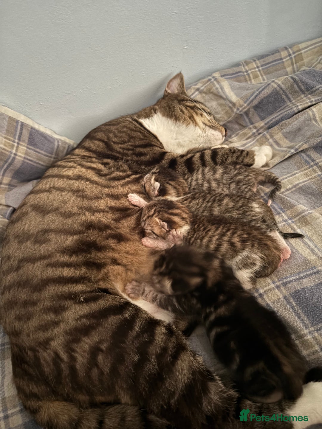 Mixed Breed cats for sale: Beautiful kittens awaiting their forever homes ❤️ - Advert 2